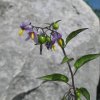 solanum dulcamara